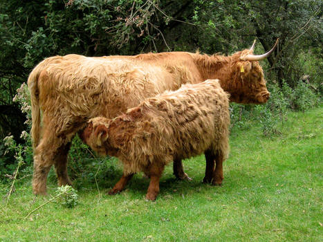 Highland Catle- cow and calf