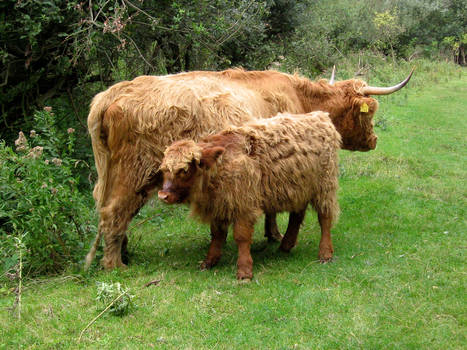 Highland Catle_ cow and calf