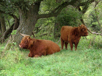 Highland Catle- 2 cows