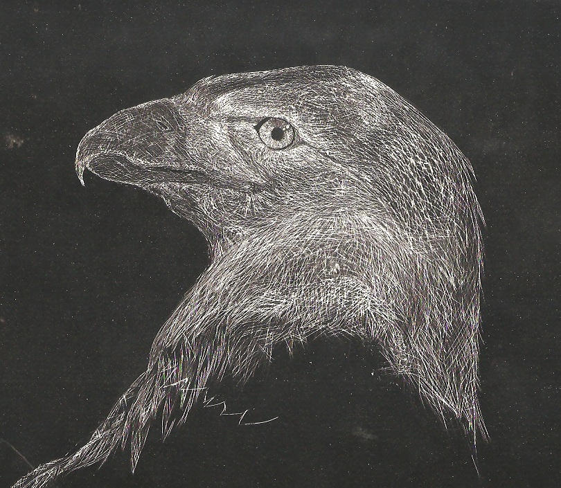Eagle Scratch Math Scratch Eagle by Drixie101 on DeviantArt