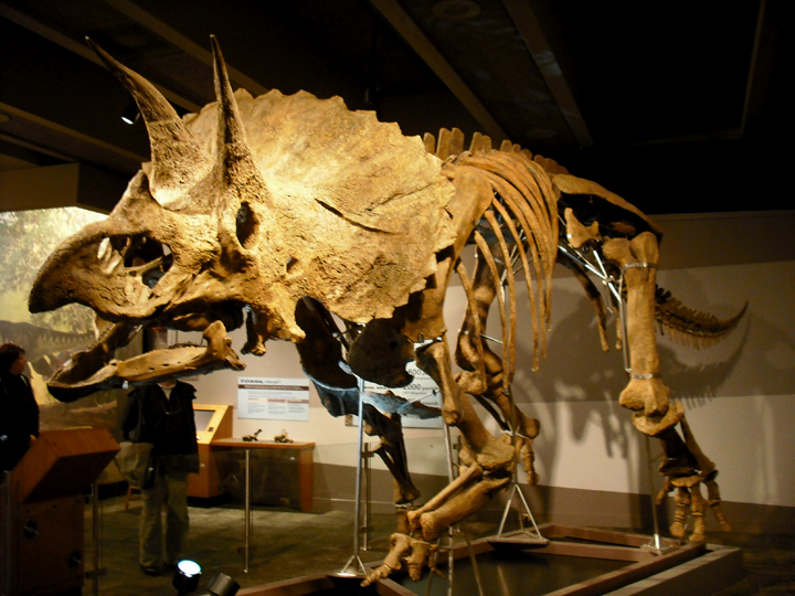 Triceratops Skeleton 1