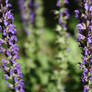 Tall Purple Flowers