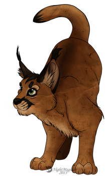 Caracal