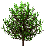 Strong wind moving tree 2 by Puffolotti4iji on DeviantArt