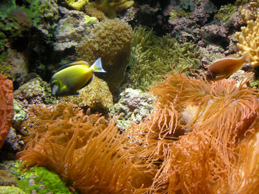 Marine Life 2