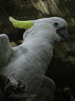 Sulphur Crested Cockatoo