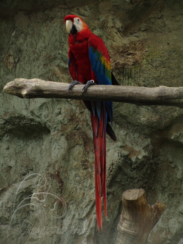 Scarlet Macaw