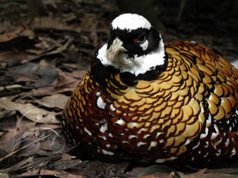 Pheasant