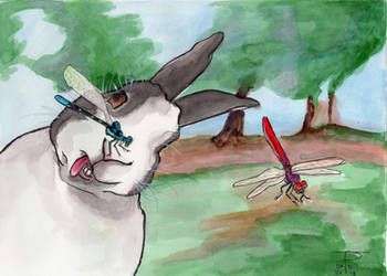 Bunny and Dragonflies