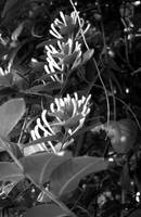 Black and White Honeysuckles 2