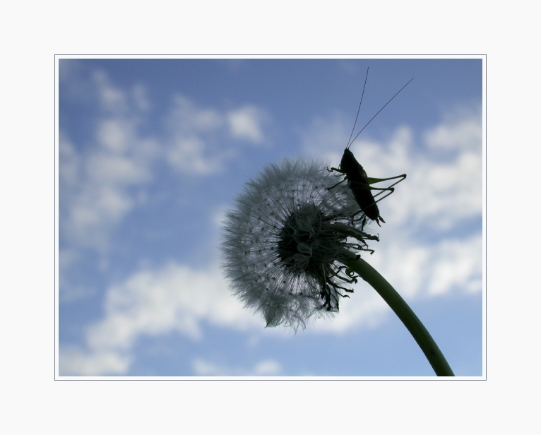 Katydid a Dandelion