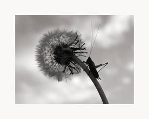 Katy and the Dandelion