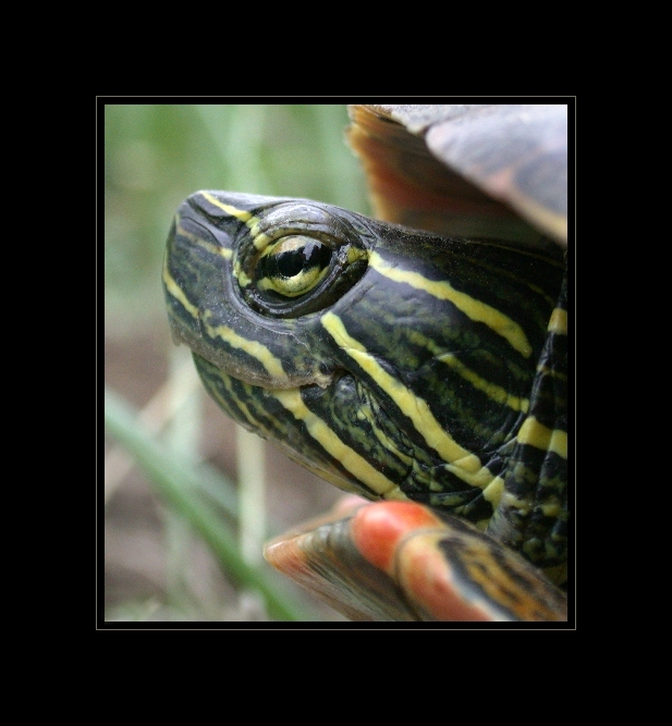 Painted Turtle