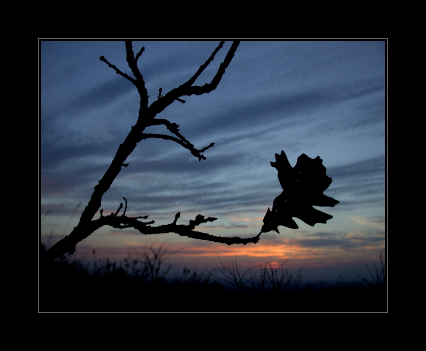 Lone Oak Leaf