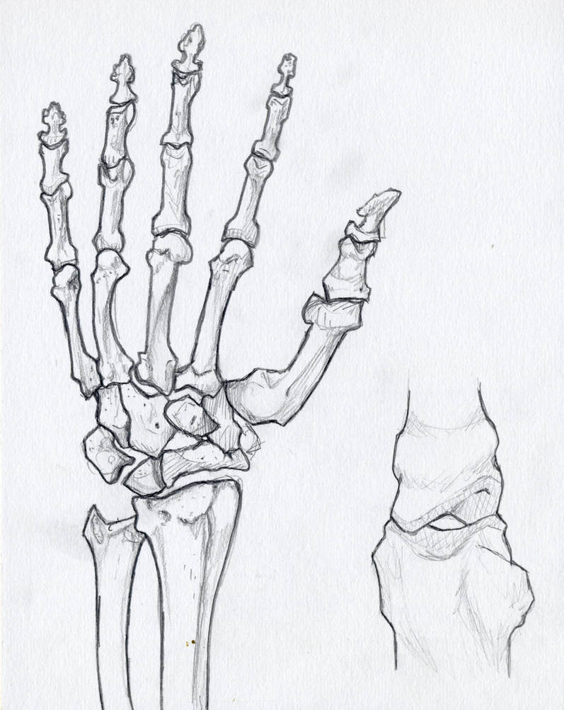 Hand Bones by Firkania on DeviantArt