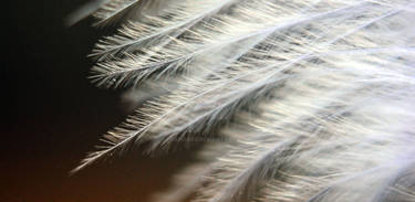 Feather