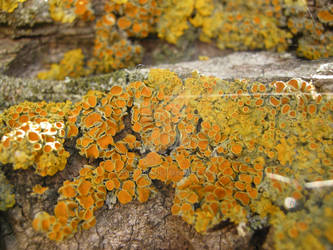 Yellow lichen