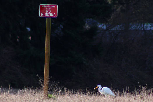 Great White Egret hunting
