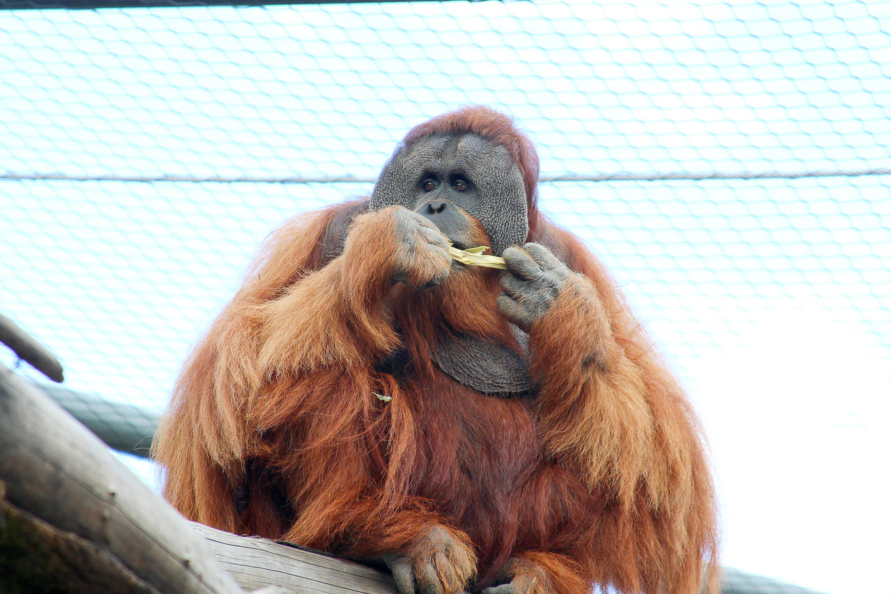 Orangutan