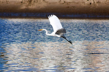 Great White Egret 2