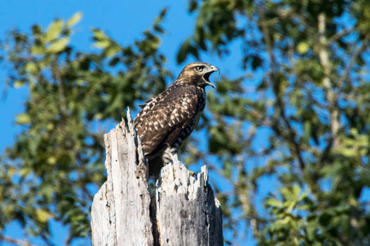 swainson hawk 2