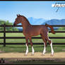 AmabilisWB Foal Design