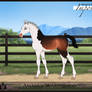 AmabilisWB Foal Design