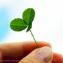 A three-leaf clover