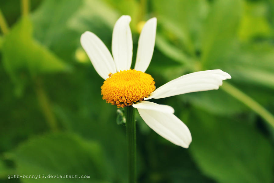 broken flower