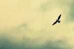 Freedom by sisselPhotography