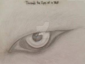 Through the Eyes of a Wolf
