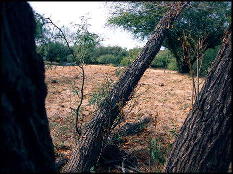 The body of a tree