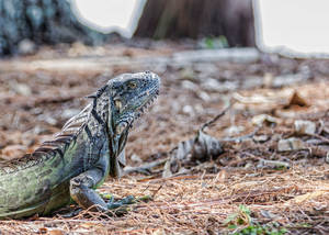 Wakodahatchee Wetlands, Delray Beach