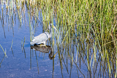 Wakodahatchee Wetlands, Delray Beach