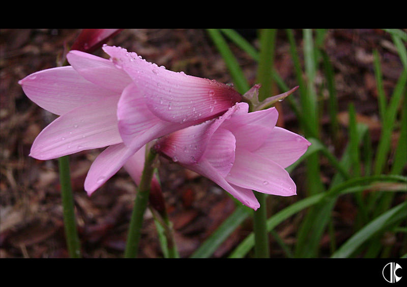 Devas Raining Flowers Flower III - Raindrops by Daking9 on DeviantArt