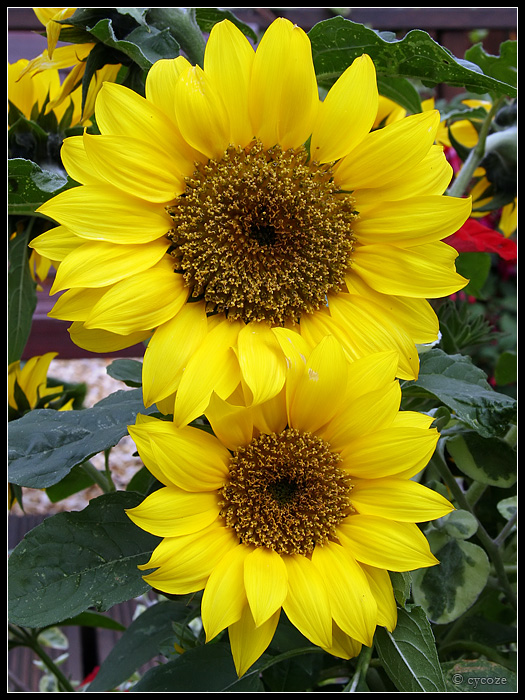 Miniature Sunflowers