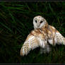 Barn Owl