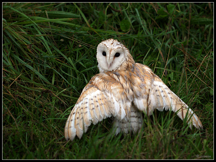 Barn Owl