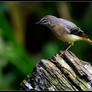 Grey Wagtail