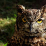 Horned Owl Wallpaper