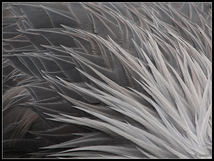 Grey by cycoze