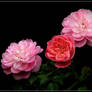 Miniature Roses