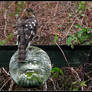 Sparrow Hawk 2