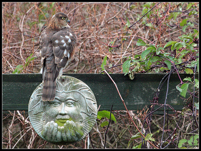 Sparrow Hawk 2