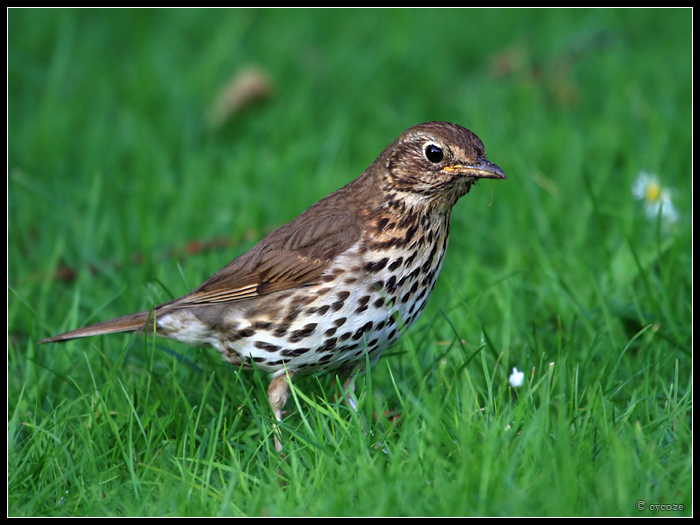 Song Thrush