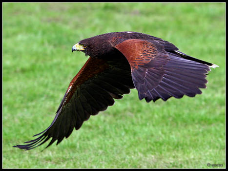 Harris Hawk In Flight 2