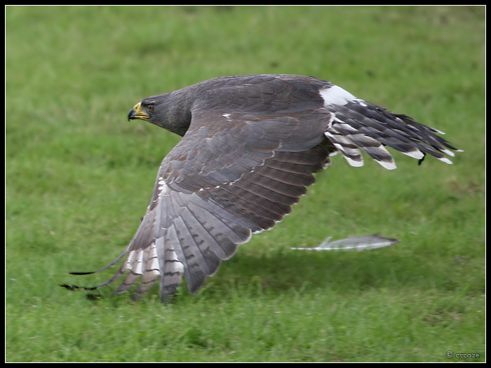 Pale Chanting Goshawk