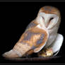 Barn Owl 2