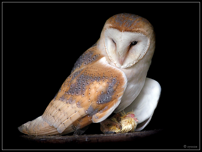 Barn Owl 2