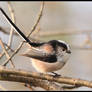 Long Tailed Tit 2